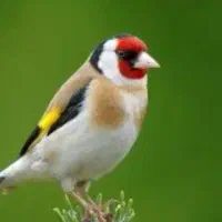 خرید و فروش انواع پرندهای دهندار