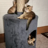 بچه گربه های ناز بریتیش و اسکاتیش|گربه|اهواز, زیباشهر|دیوار