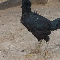 مرغ لاری مشکی
