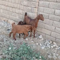 بزوبزغاله
