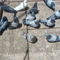 کبوتر سبز پر