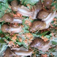 حلزون آچاتینا