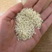 برنج‌ لنجان