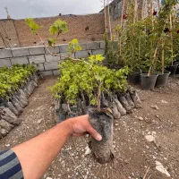 فروش نهال تاک/ انگور دوساله پر ریشه