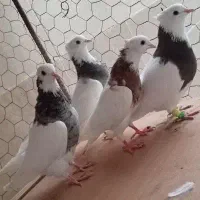 کبوتر طوقی کاکولی|پرنده|گنبد کاووس, |دیوار