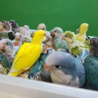 جوجه طوطی گرینچیک،راهب،خورشیدی با تست تعیین جنسیت