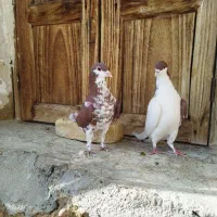 فروش کبوتر خوشرنگ و سینه ای