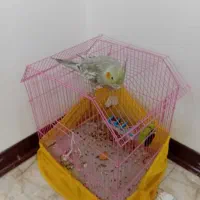 پرنده|پرنده|تهران, خزانه|دیوار