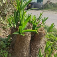 فروش فوری گل یوکا آماده|گل و گیاه طبیعی|بابل, |دیوار