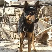 گرگی|سگ|صفادشت, |دیوار