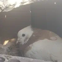 فروش دو جفت طوقی