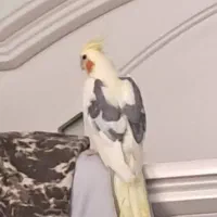 عروس هلندی گم شده