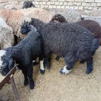 میش زاییده|حیوانات مزرعه|خمینی‌شهر, |دیوار