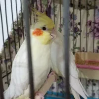 یک جفت عروس هلندی بالغ و آماده