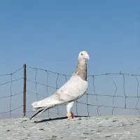 سرور شکلاتی نر