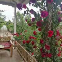 ویلایی-دربست