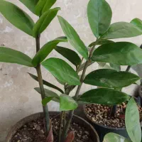 زاموفیلیا گل آپارتمانی|گل و گیاه طبیعی|شهریار, شهرک شاهد|دیوار