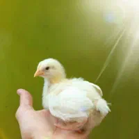 رنگی رنگی اردک بوقلمون جوجه گوشتی