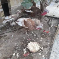 بوقلمون|حیوانات مزرعه|ساوه, |دیوار
