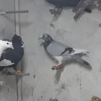کبوترپریده
