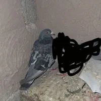 کبوتر نر|پرنده|کازرون, |دیوار