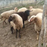 گوسفند زنده|حیوانات مزرعه|سیاهکل, |دیوار