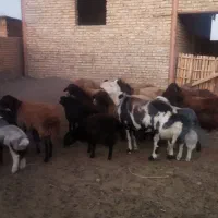 میش بره دار|حیوانات مزرعه|جلگه رخ, |دیوار