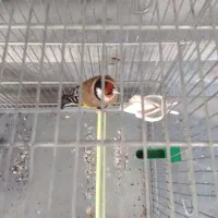 سهره نر عطیقه جفتی دهن دار