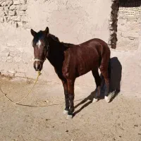 اسب|اسب و تجهیزات اسب‌سواری|کلات (خراسان), |دیوار