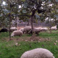 فروش گوسفند نر وماده|حیوانات مزرعه|تالش, جوکندان|دیوار