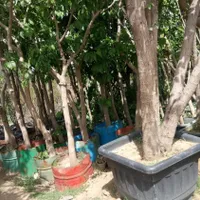 باغبانی درختچه نهالستان نهال درخت گل وگیاه فروشی