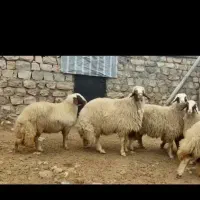 قوچ اصیل|حیوانات مزرعه|ایلام, |دیوار