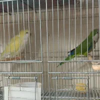 فروش راهب مولد ب دلیل جمع آوری سالن