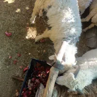 بره نر شیری وزن30ت40|حیوانات مزرعه|ارزوئیه, |دیوار