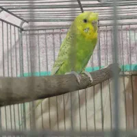 مرغ عشق اسپنگل