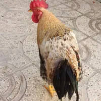 خروس