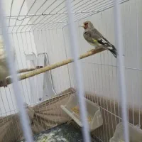 سهره جوجه قفس وکتون خور