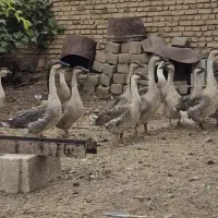 بوقلمون و قوغاز آفریقایی اصل|حیوانات مزرعه|خوی, |دیوار