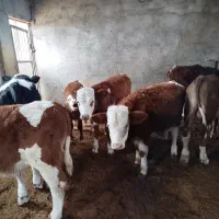 11راس سمینتال درجه یک|حیوانات مزرعه|رامند, |دیوار