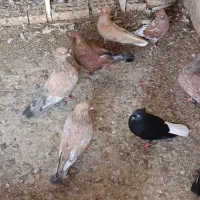 کفتر کله ای