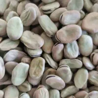 باقلا