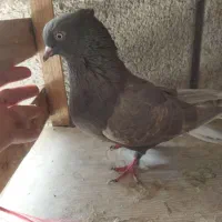 بخوای دم‌سفید ماده|پرنده|مسجد سلیمان, |دیوار