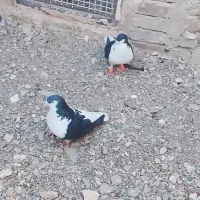 ساده|پرنده|ششطراز, |دیوار