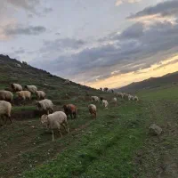 گوسفند داشتی