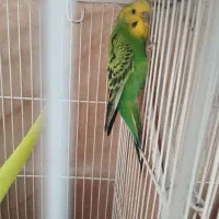 جفت مرغ عشق.  اماده