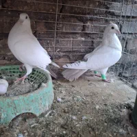 نرو ماده کرمانی|پرنده|یزد, |دیوار