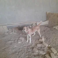 واگذاری دو سگ نگهبان
