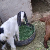 بز پاکستانی