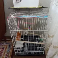 قفس پرنده همراه با کلبه چوبی تخم گذاری عروس هلندی