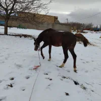 اسب|اسب و تجهیزات اسب‌سواری|ملایر, |دیوار